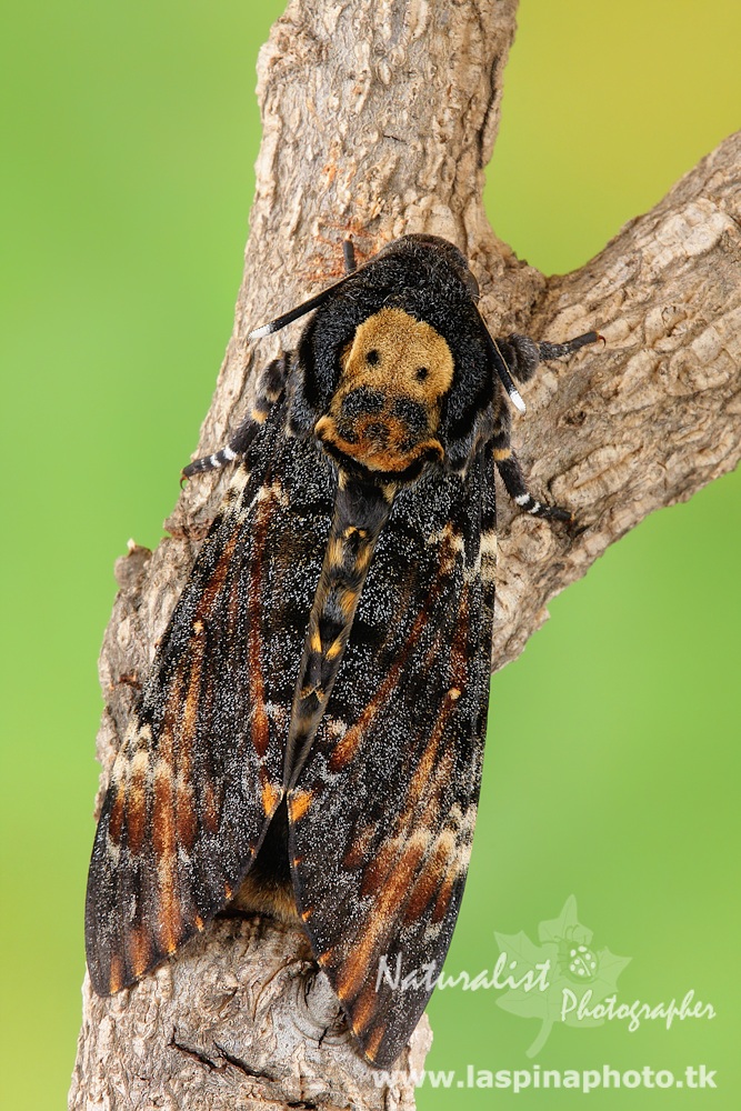 ...Acherontia atropos...