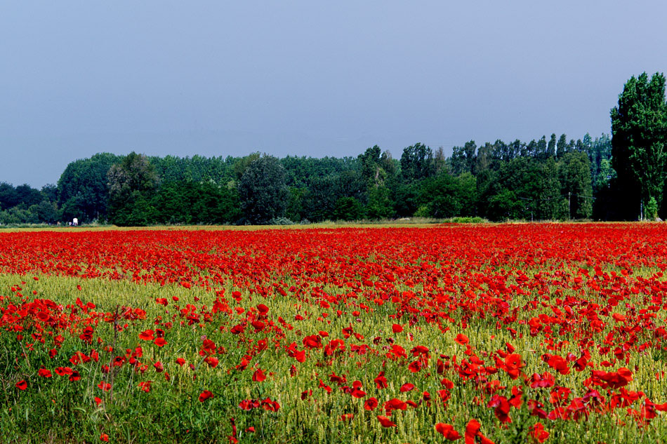 I papaveri sono rossi