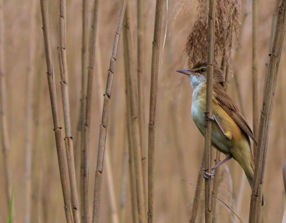 cannareccione (Acrocephalus arundinaceus) 2