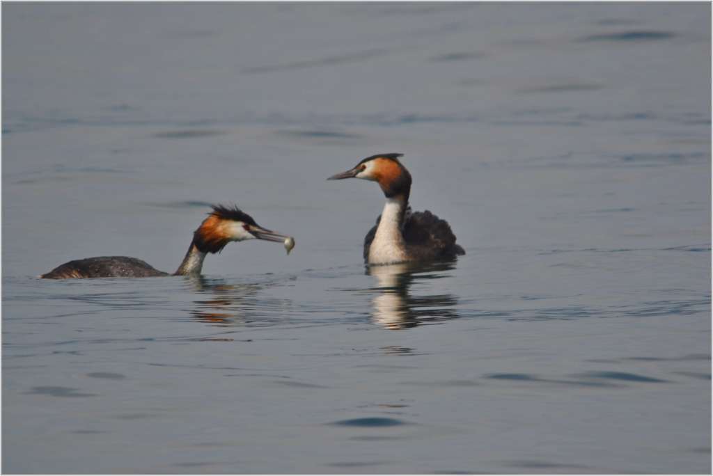 Famigliola di svassi (serie)