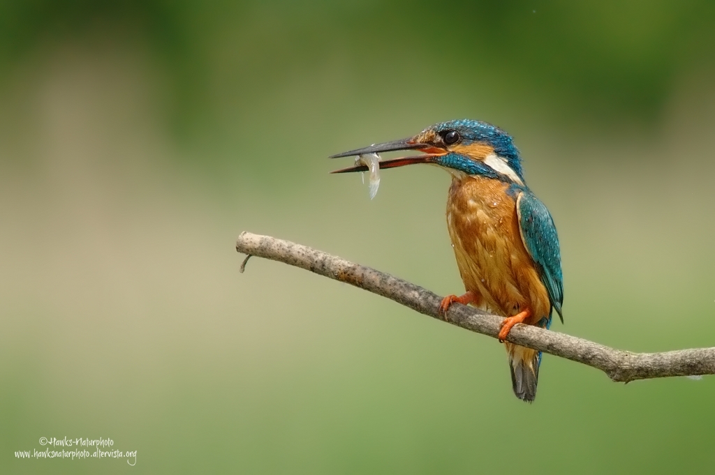 Martina con il pescato