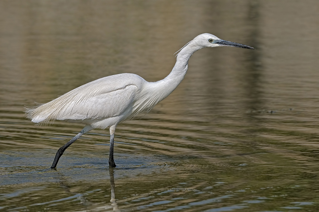 Garzetta (Egretta garzetta)