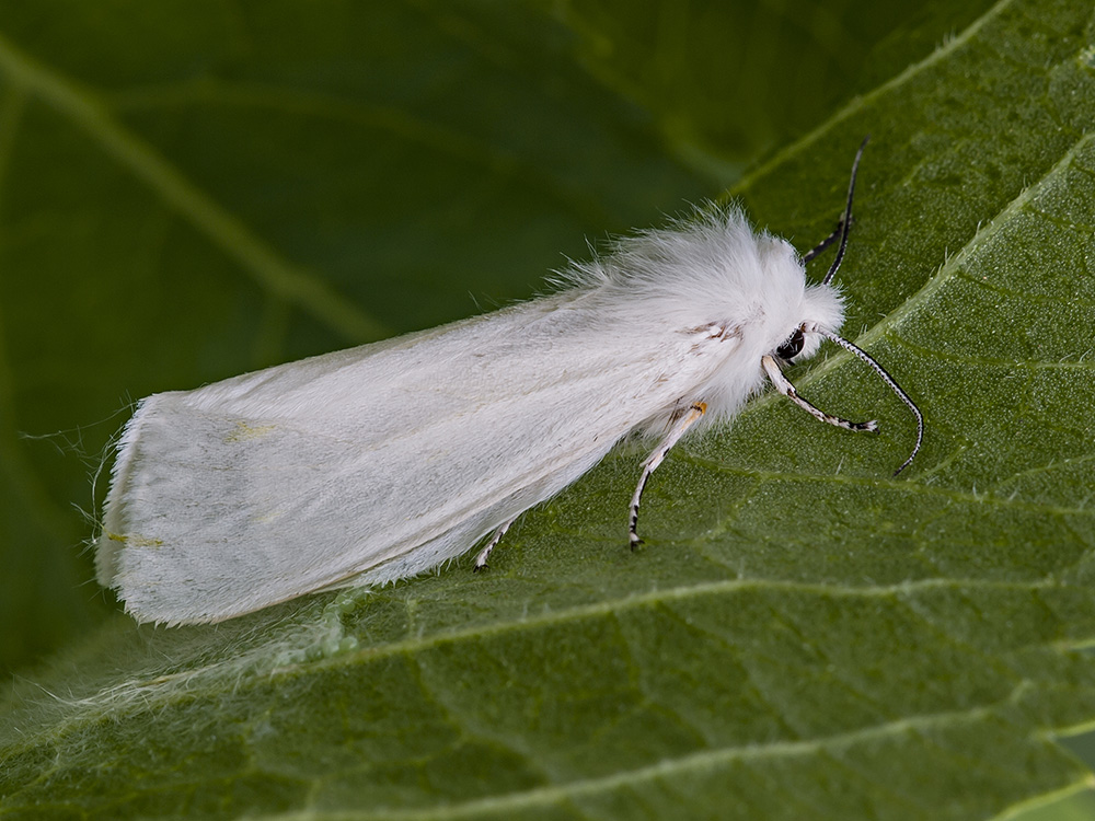 falena bianca