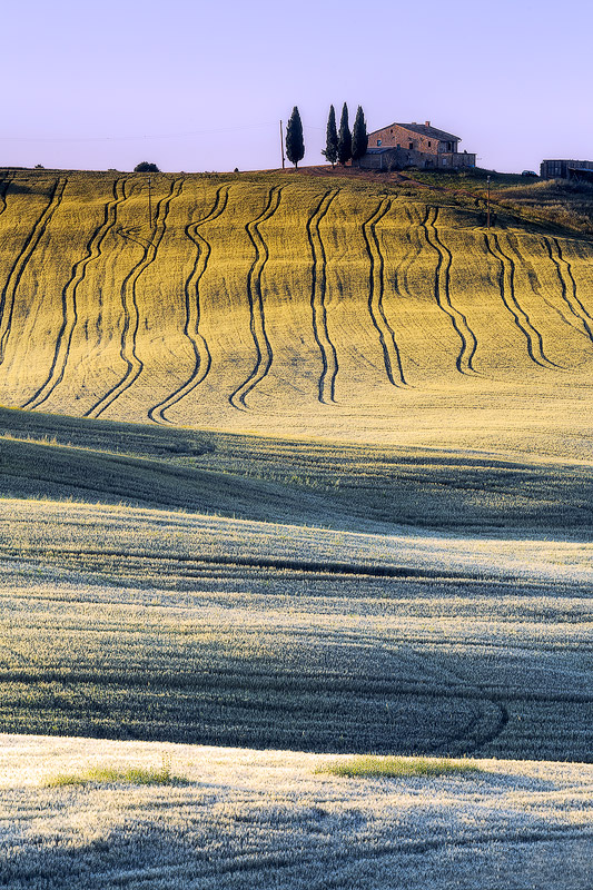 Golden Wheat - Val D'Orcia