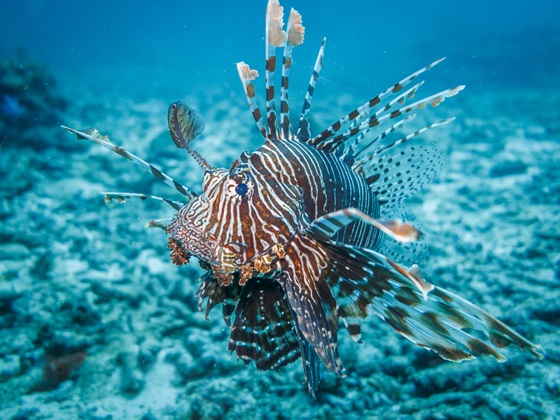 LionFish
