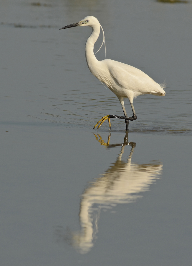 Il passo della garzetta