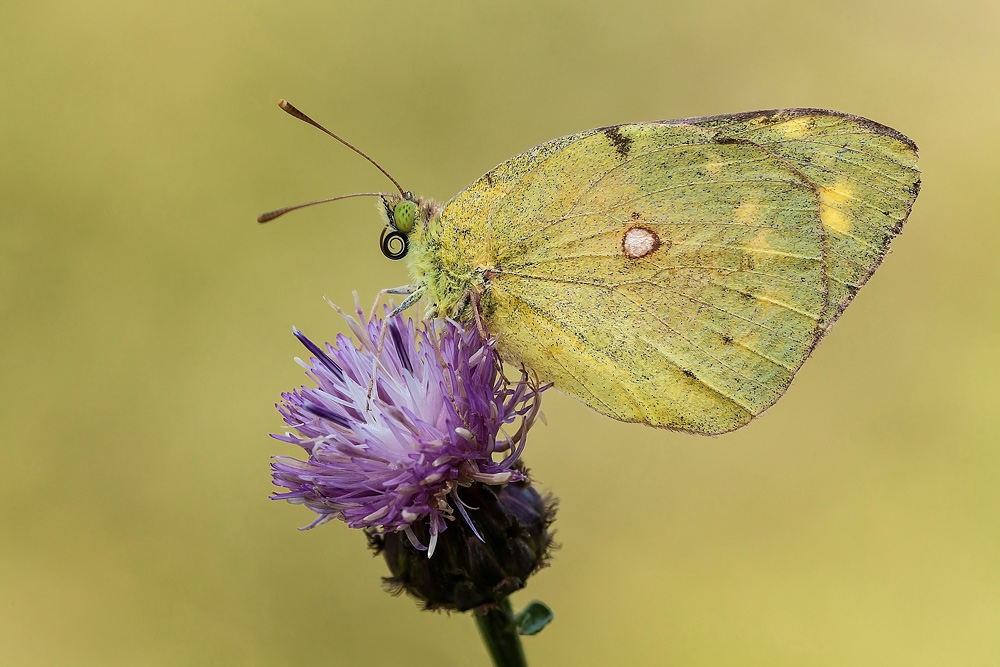 Usurata, ma sempre simpatica.