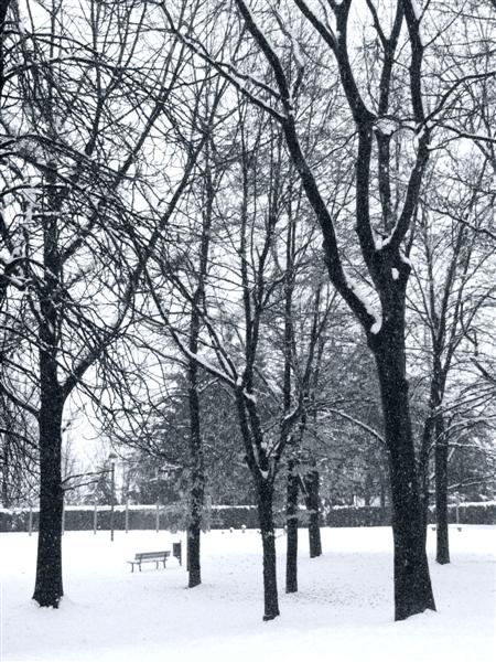 Alberi sotto la neve