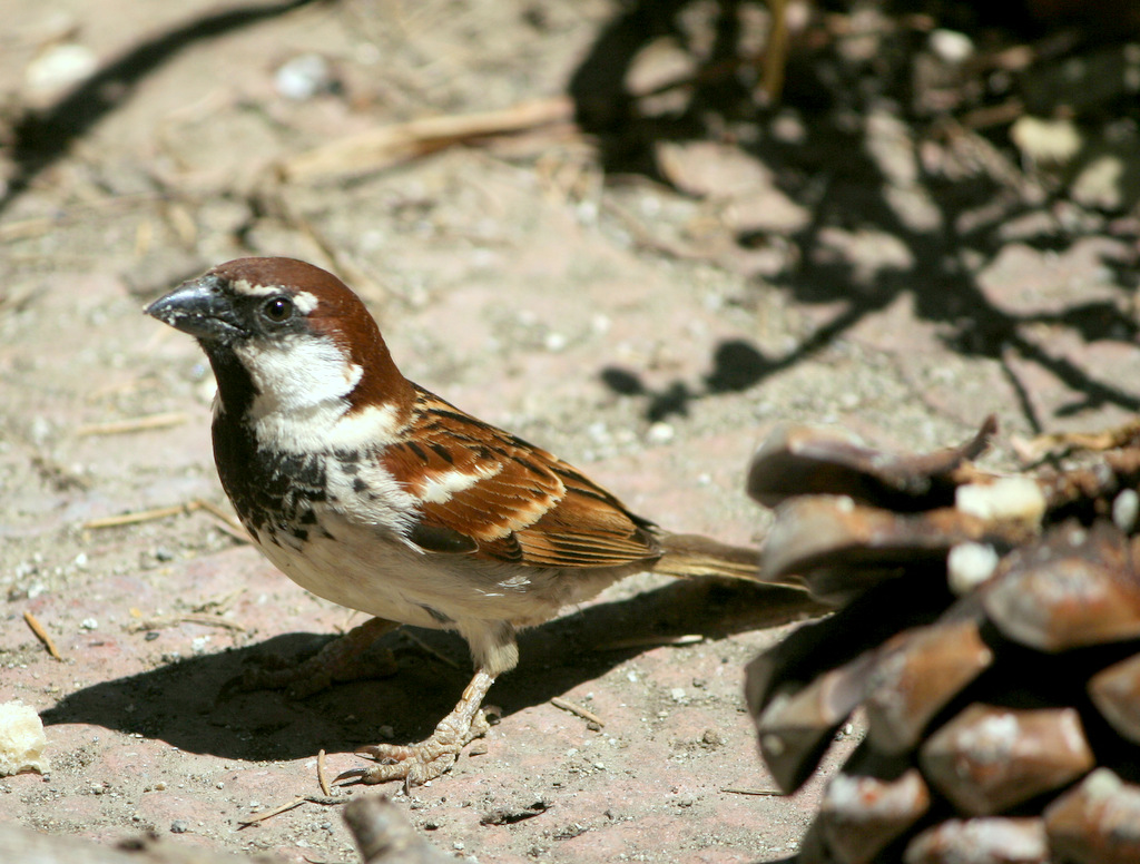 passero maschio 2