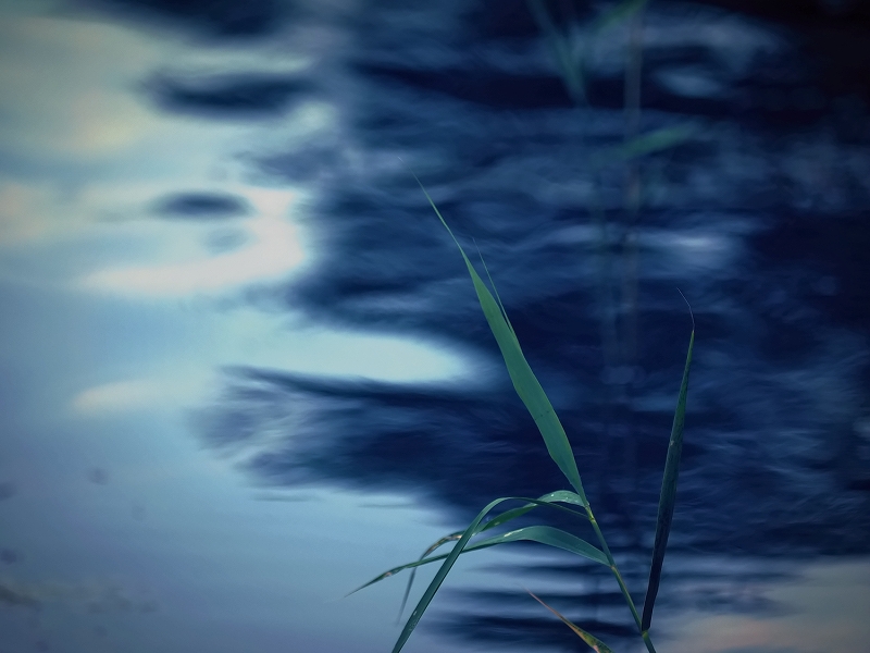 Scosso dal vento n.3