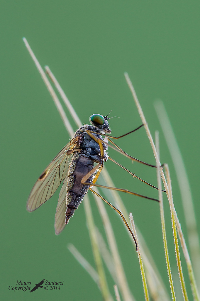 Femmina di Chrysopilus (Rhagionidae)