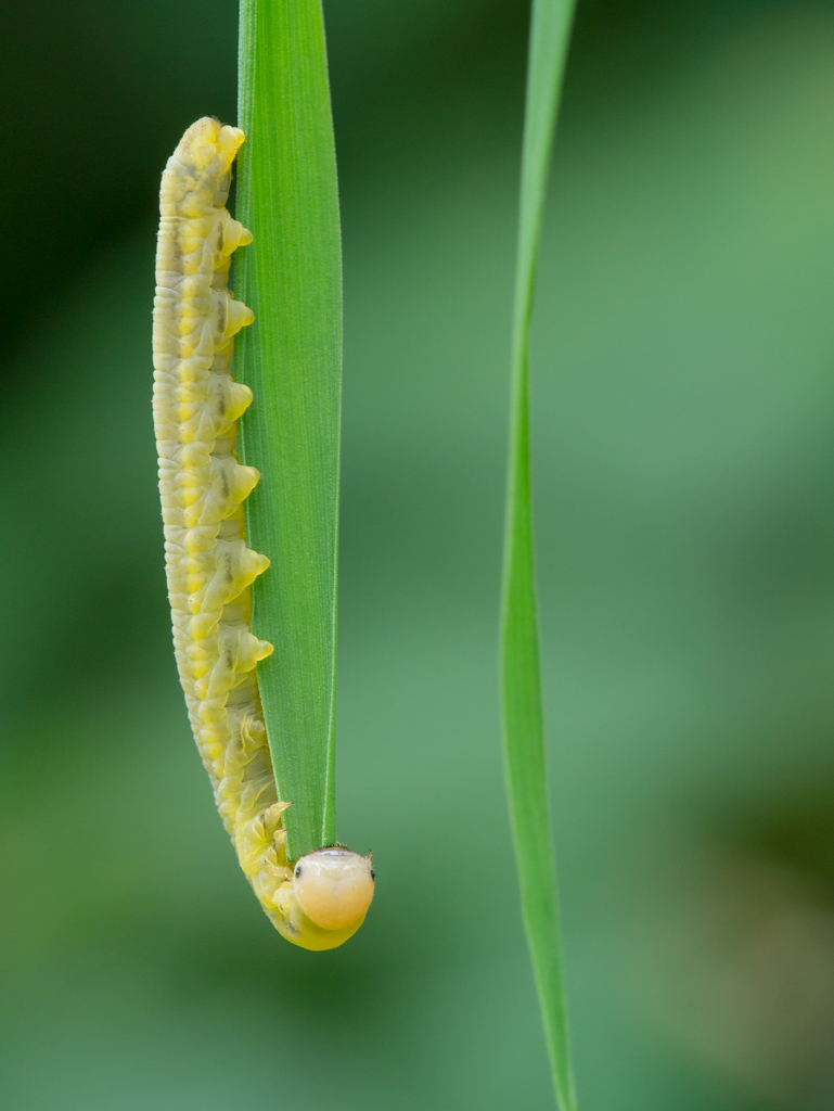 Mi faccio due spaghi