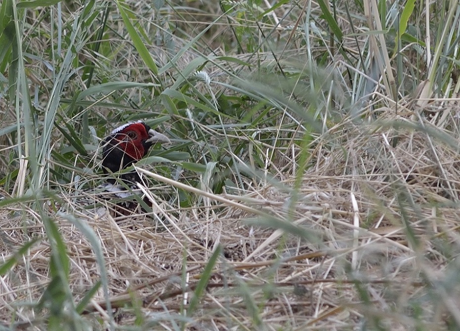 Stai guardando me......?