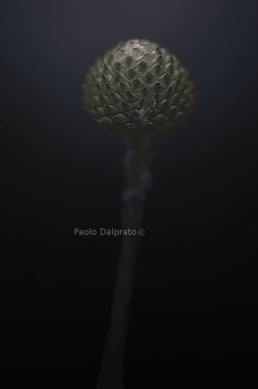 Senza Titolo