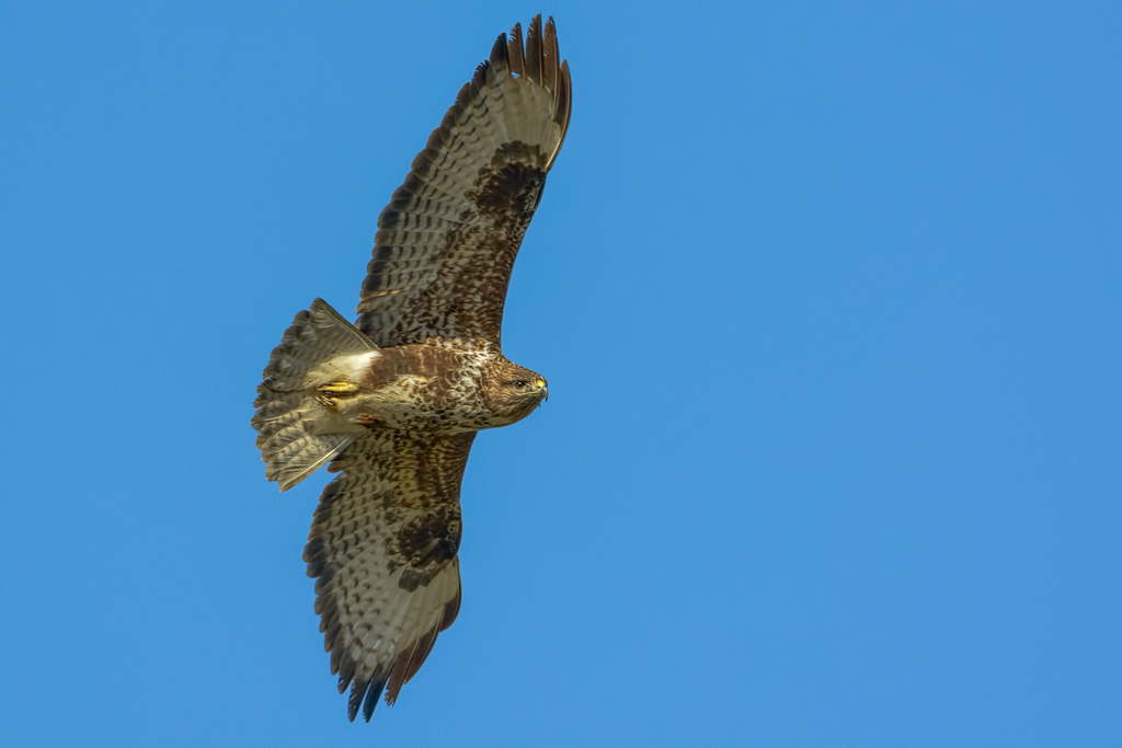 Poiana (Buteo buteo)