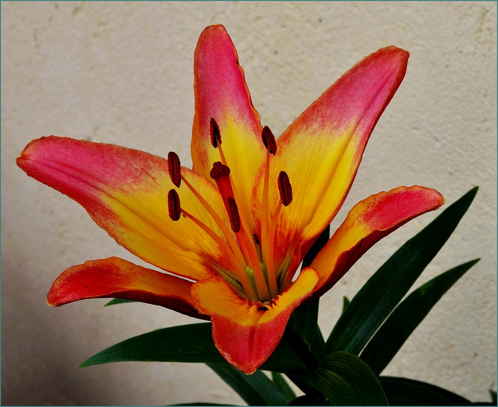 Lilium