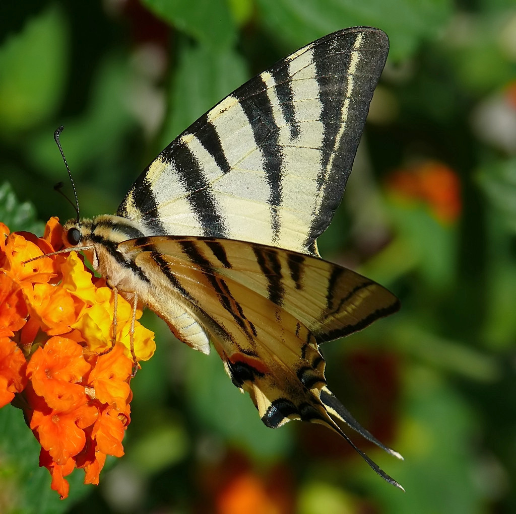*** Il primo dell'anno ***
