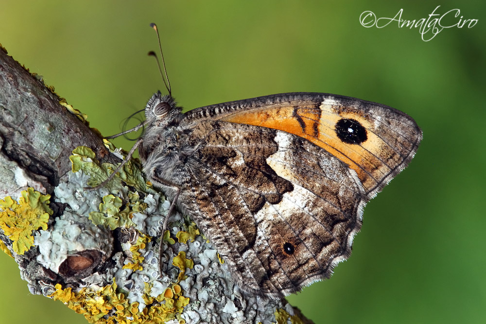 Hipparchia blachieri (Fruhstorfer 1908)