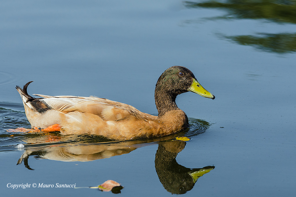 Germano reale in eclisse