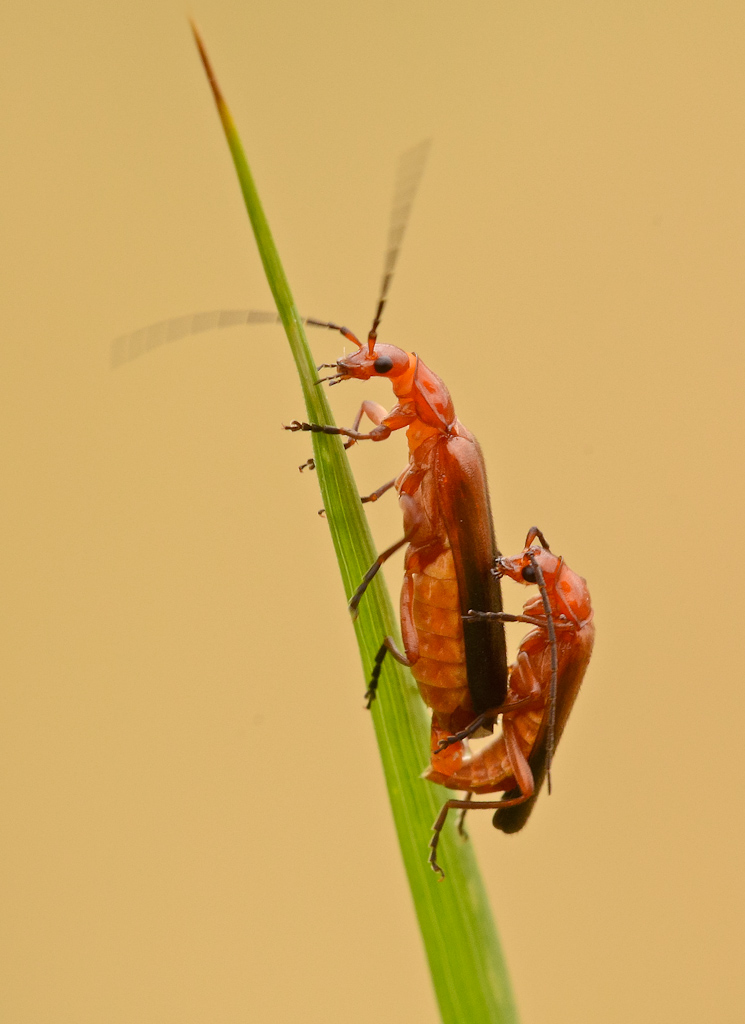 In attico riesce meglio