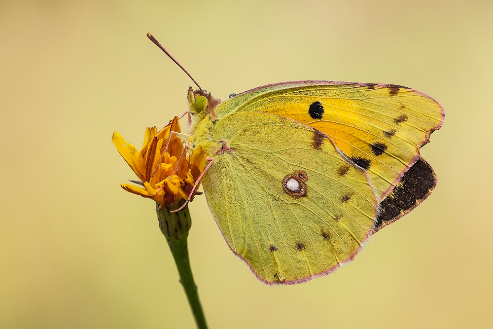 Colias