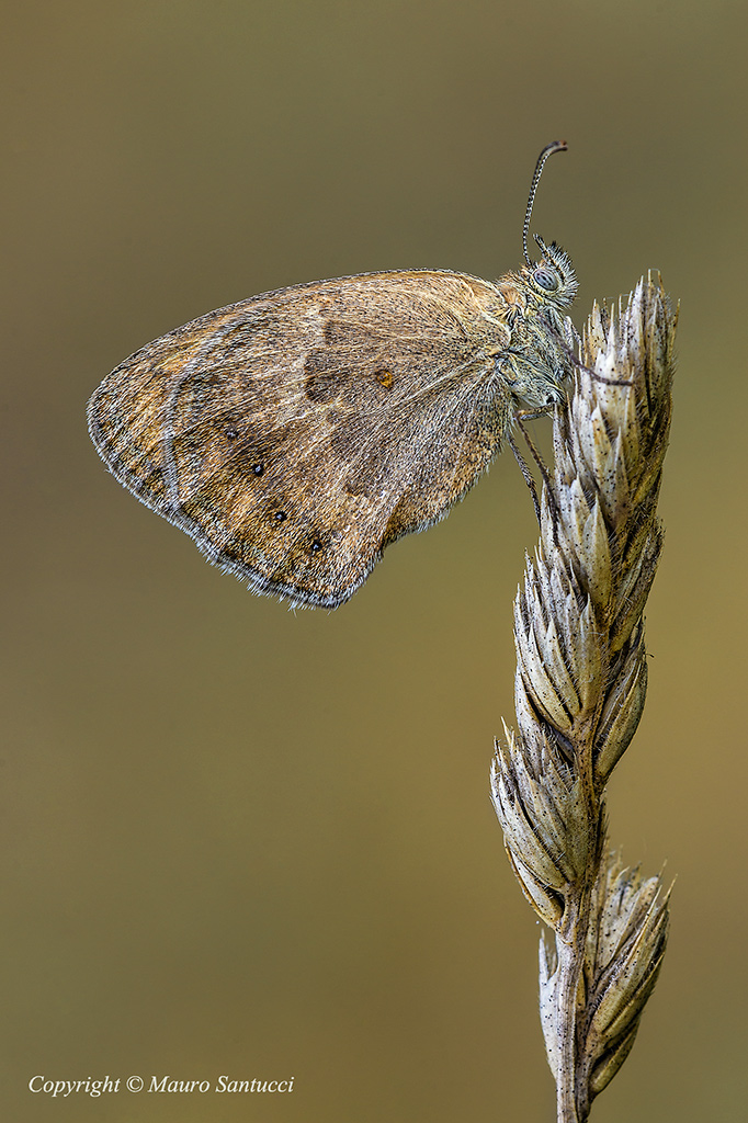 Coenonympha pamphilus