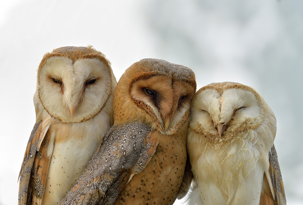 Tre barbagianni sul com�