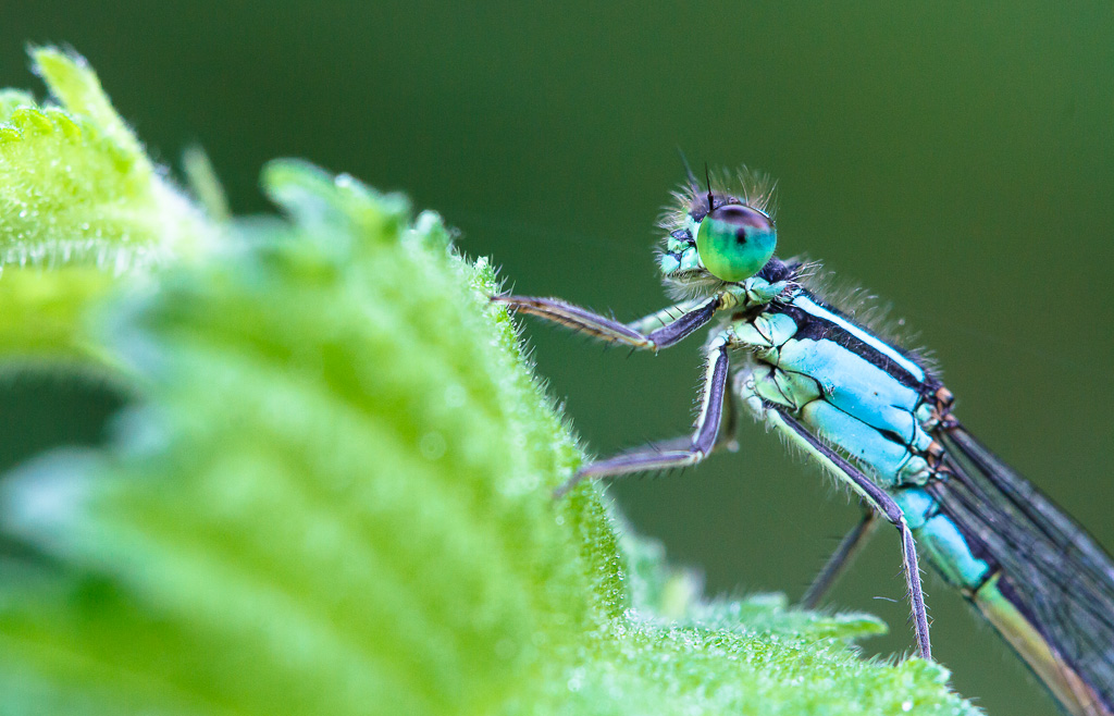 Platycnemis pennipes