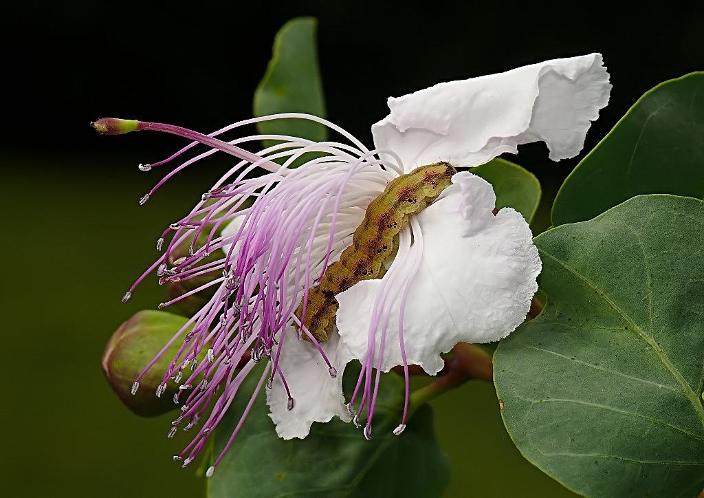 *** Capperi che photo ***