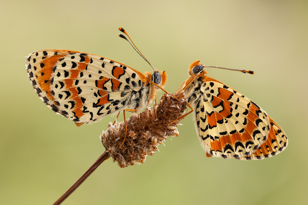 Melitaea didyma ... double!