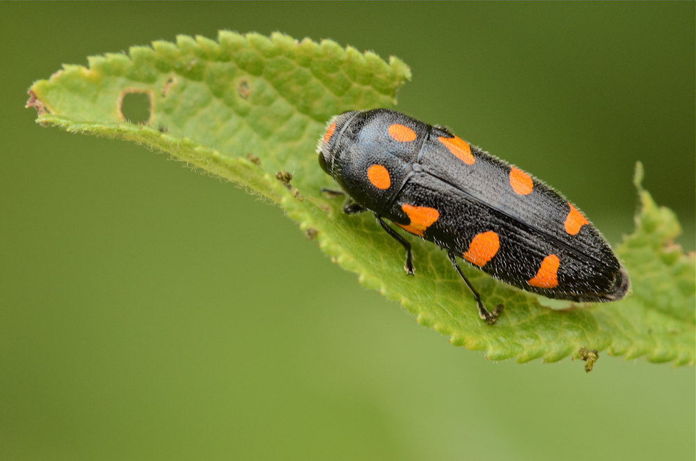 Buprestidae genere Ptosima