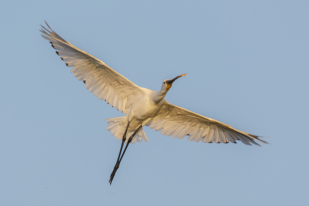 Spatola (Platalea leucorodia Linnaeus, 1758)