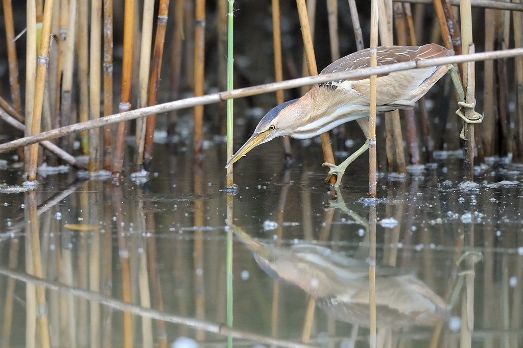 Tarabusina in caccia