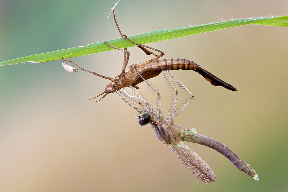Calopteryx splendens
