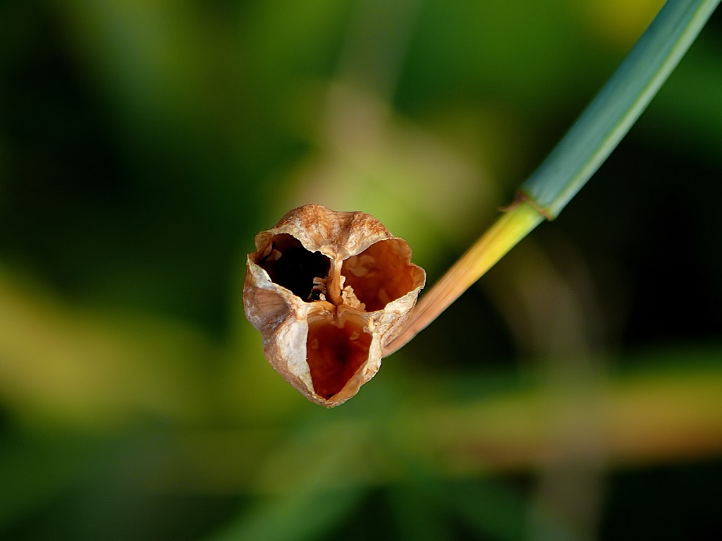 *** L'urlo di Munch ***