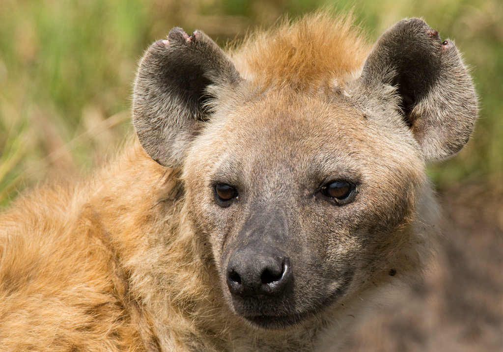 Iena ( ritratto )