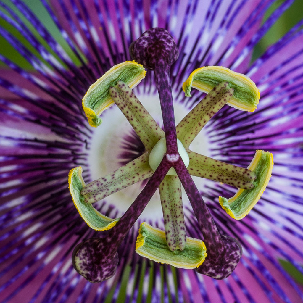 passiflora