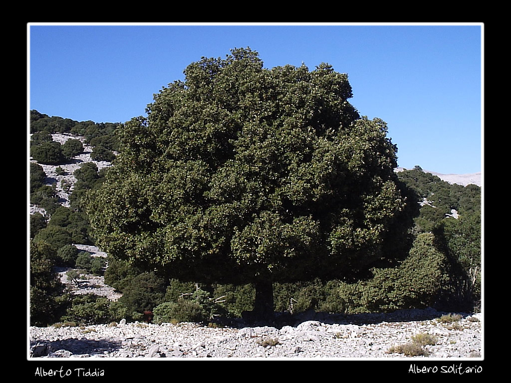Albero Solitario