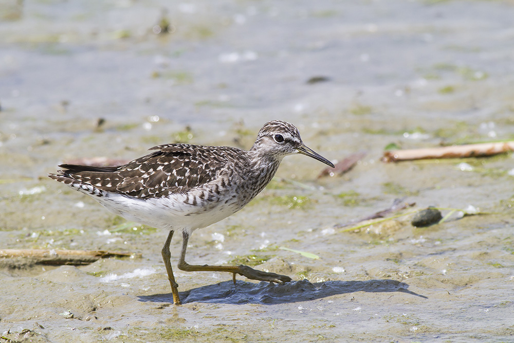 piro piro boschereccio