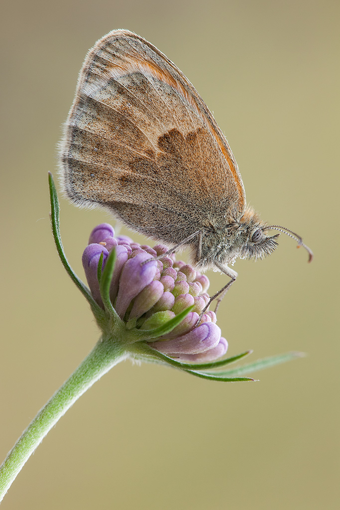 Coenonympha pamphilus