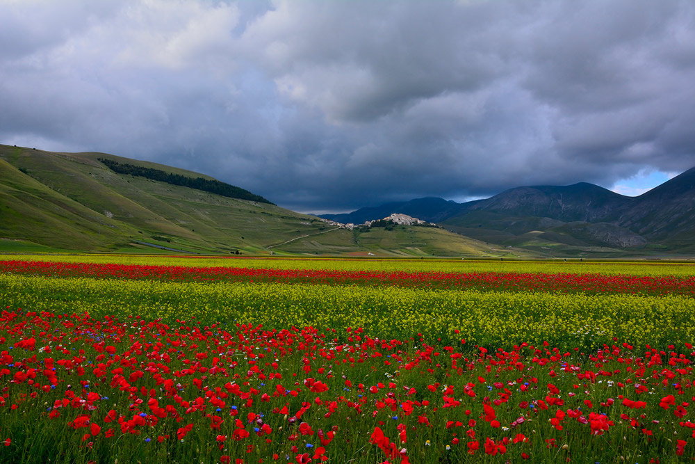 Castelluccio di Norcia, la fioritura e il temporale che avanza