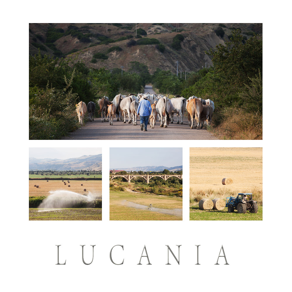 Lucania