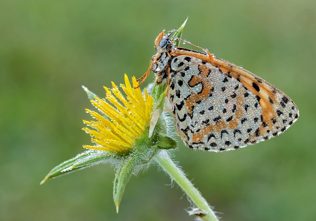 Melitaea dydima...
