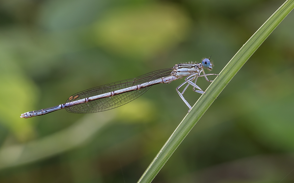 Giuro che � l'ultima Damigella