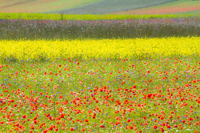 Poesie di colori..... Castellluccio