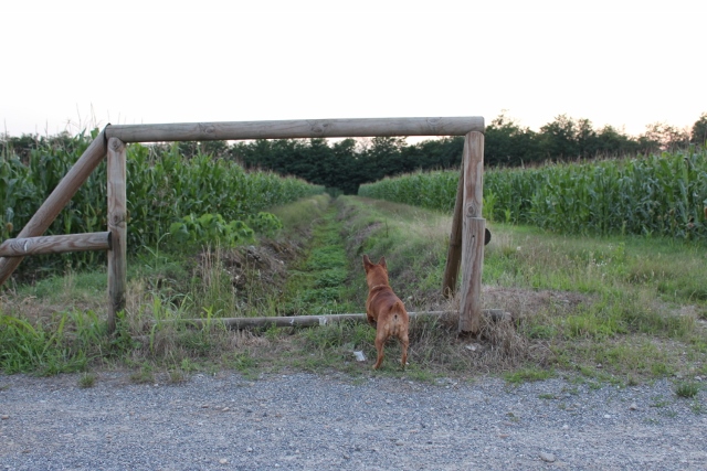 qualcosa si muove laggi�