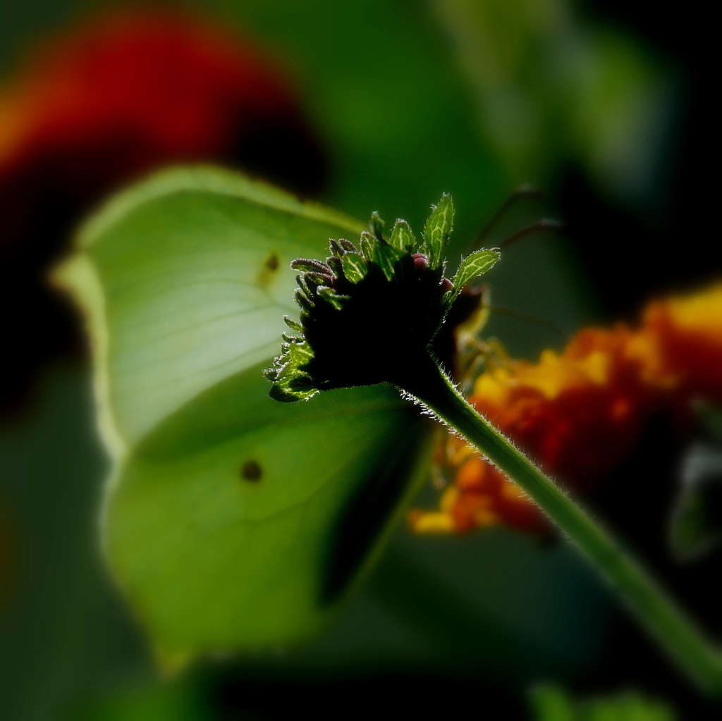 *** Amemipiace... ***