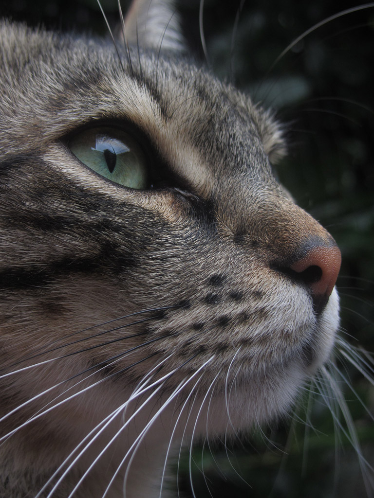 Meo ... incontro ravvicinato