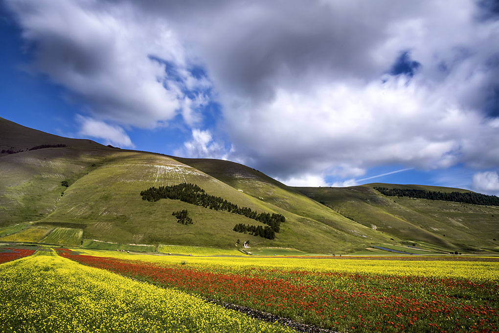 castelluccio di norcia fioritura 12/07/14