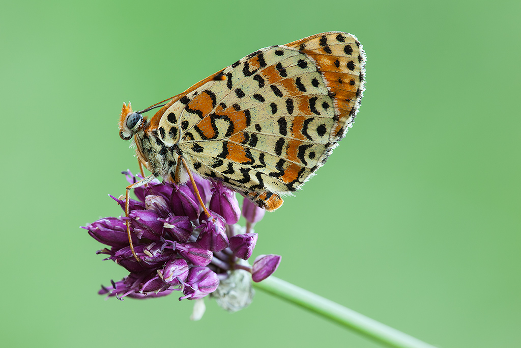 Spotted Fritillary